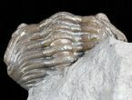 Wide, Enrolled Eldredgeops Trilobite - Ohio #55453-3